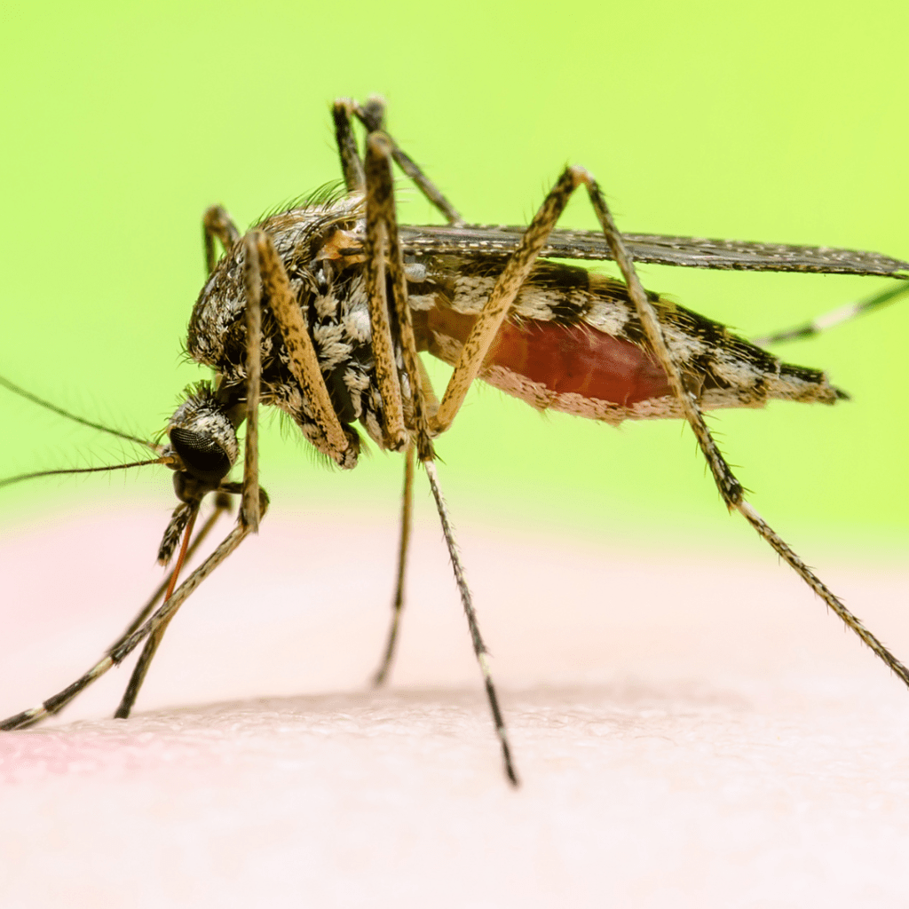 7 Tips For Lowering Mosquito Bites!